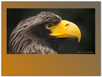 /album/fotogalerie/a2009-06-17-181713-png/