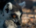 /album/zoo-praha/lemur1-jpg/